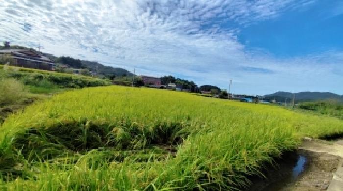 충청남도 보령시 주포면 관산리 229 답 경매 사진 5