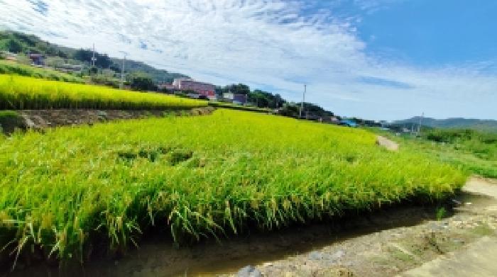 충청남도 보령시 주포면 관산리 229 답 경매 사진 6