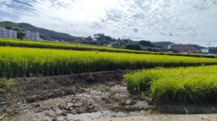 충청남도 보령시 주포면 관산리 229 답 경매 사진 7
