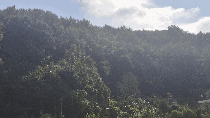 충청남도 예산군 봉산면 옹안리 산51 임야 경매 사진 2