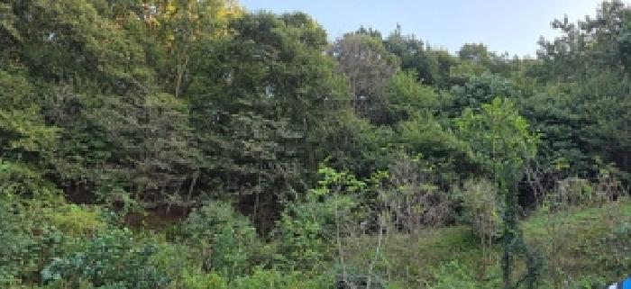 충청남도 예산군 봉산면 옹안리 산51 임야 경매 사진 5