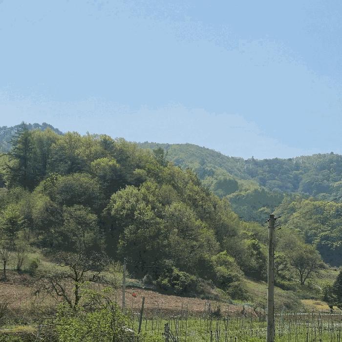 경상북도 문경시 농암면 연천리 158 전 경매 사진 10