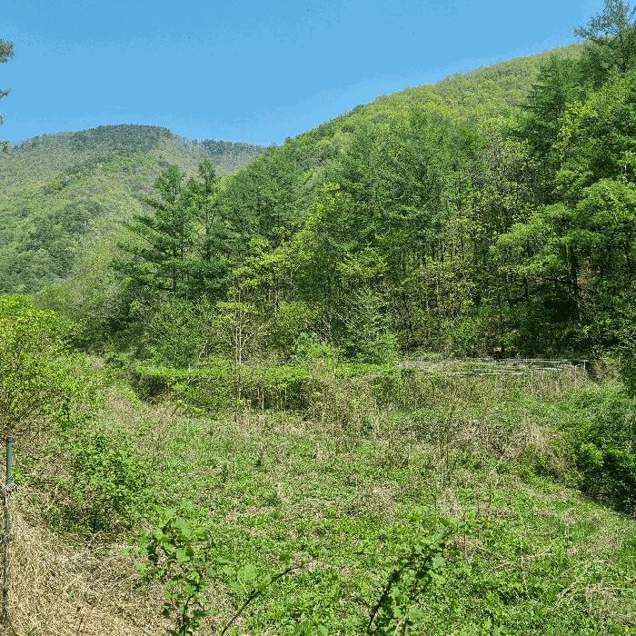 경상북도 문경시 농암면 연천리 158 전 경매 사진 6
