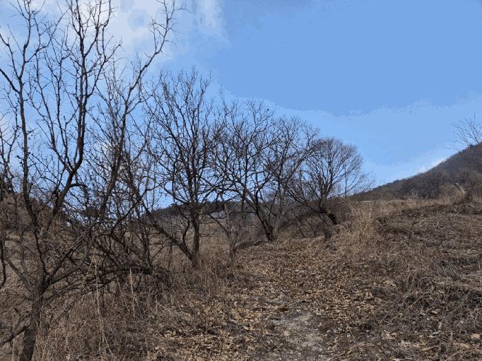 경상북도 예천군 효자면 고항리 178 전 경매 사진 4