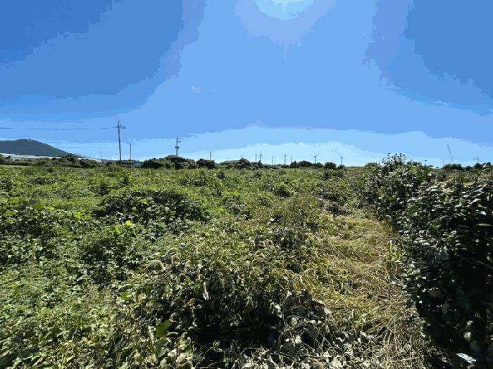 제주특별자치도 제주시 한림읍 상명리 187-5 임야 경매 사진 2