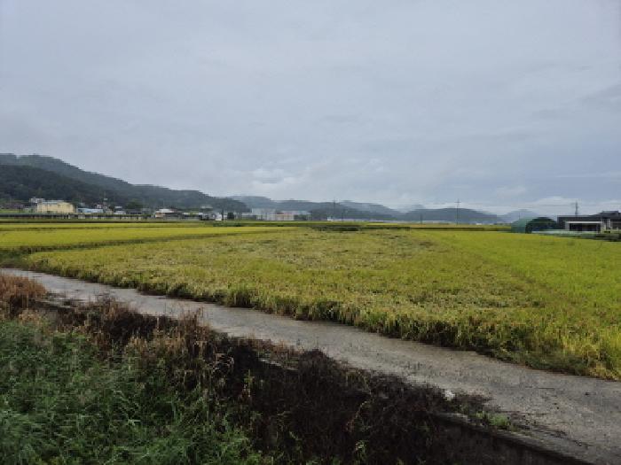 경상북도 경주시 내남면 월산리 1299-7 답 경매 사진 4