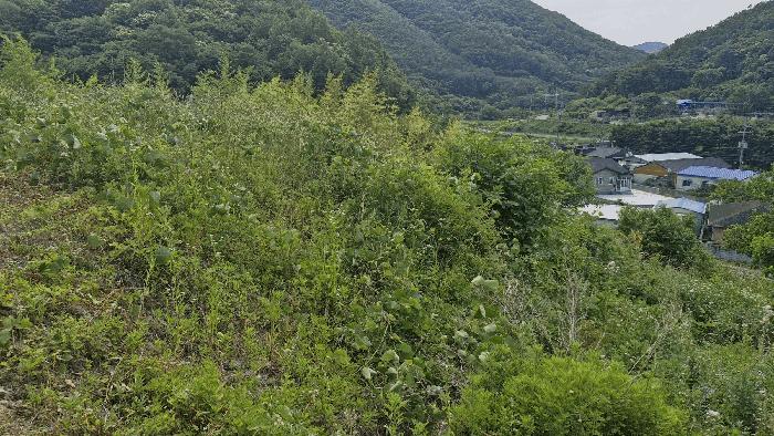 경상북도 경주시 산내면 내일리 275 전 경매 사진 10