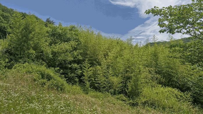경상북도 경주시 산내면 내일리 275 전 경매 사진 11