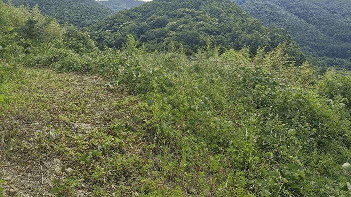 경상북도 경주시 산내면 내일리 275 전 경매 사진 13