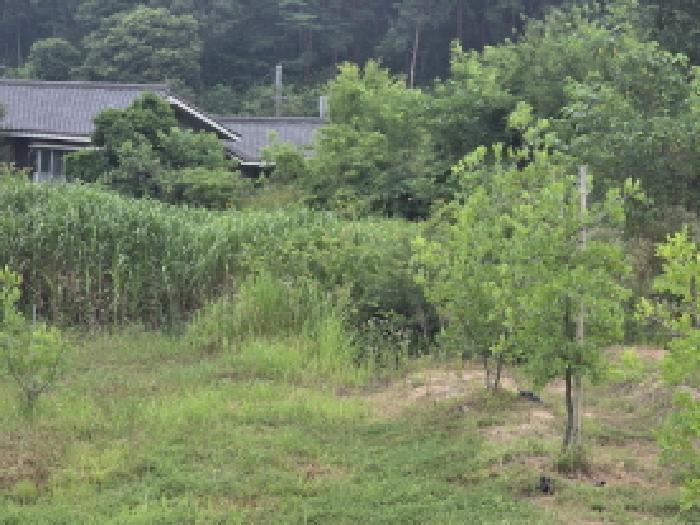 대구광역시 달성군 하빈면 묘리 777 대지 경매 사진 11