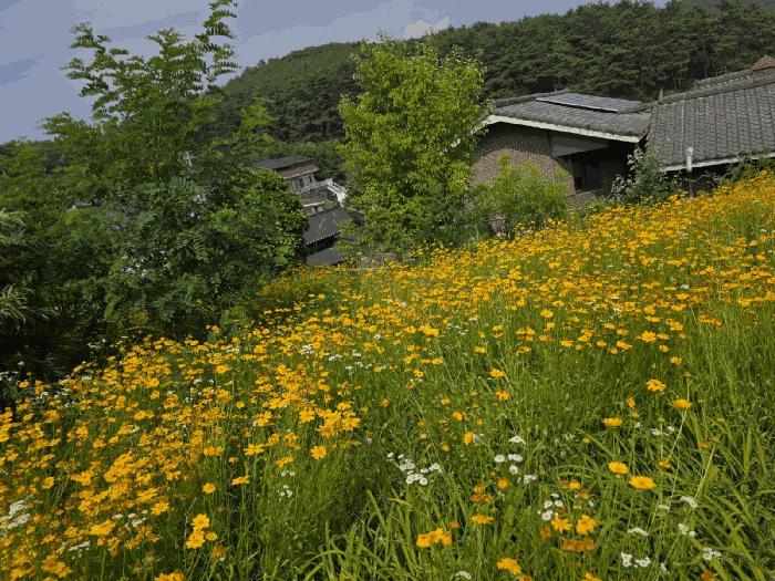 대구광역시 달성군 하빈면 기곡리 산78-2 임야 경매 사진 9