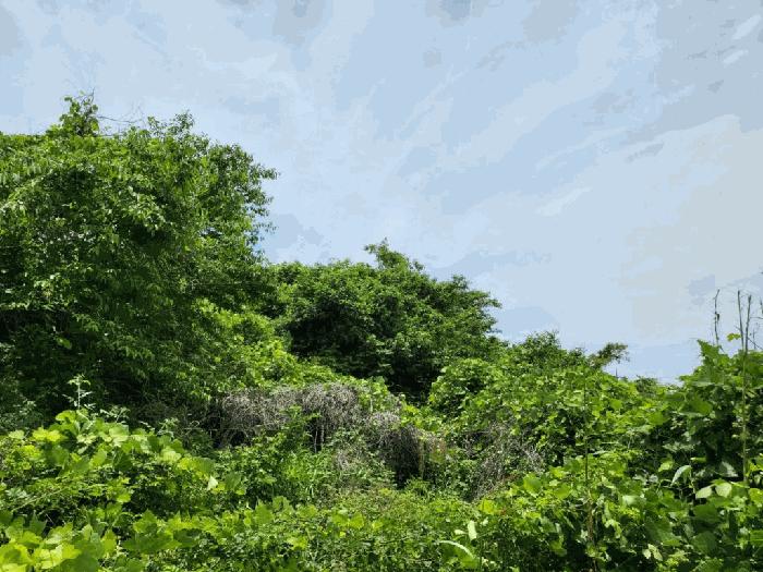 제주특별자치도 서귀포시 안덕면 상창리 1579-3 과수원 경매 사진 4