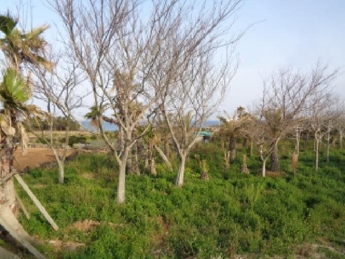 제주특별자치도 제주시 한경면 판포리 1544-1 전 경매 사진 7