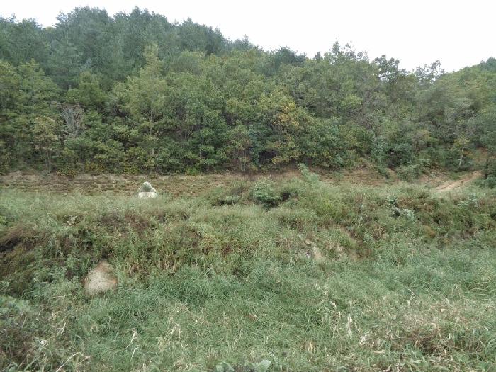 강원특별자치도 고성군 죽왕면 야촌리 산98 임야 경매 사진 1