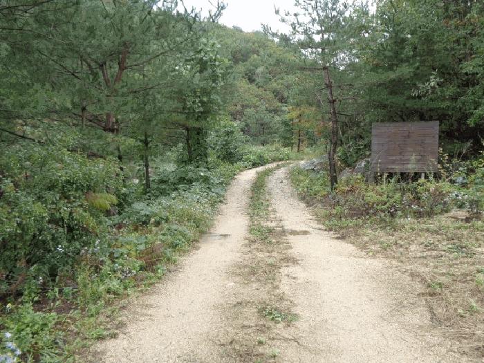 강원특별자치도 고성군 죽왕면 야촌리 산98 임야 경매 사진 11