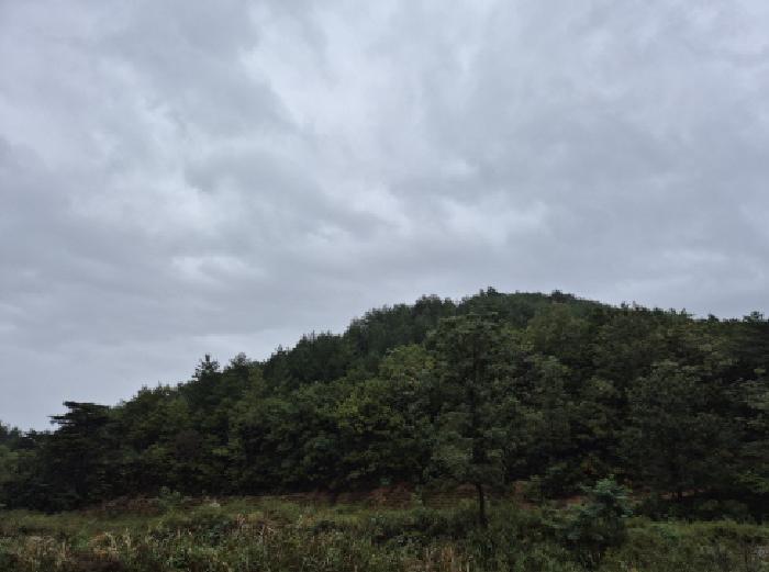 강원특별자치도 고성군 죽왕면 야촌리 산98 임야 경매 사진 12