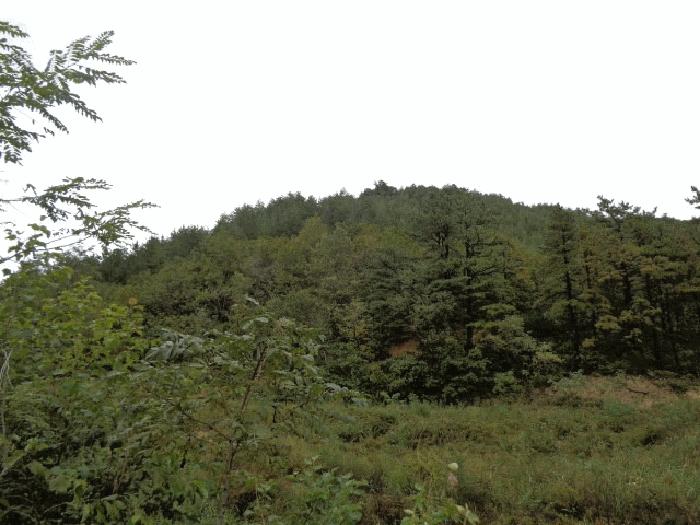 강원특별자치도 고성군 죽왕면 야촌리 산98 임야 경매 사진 2