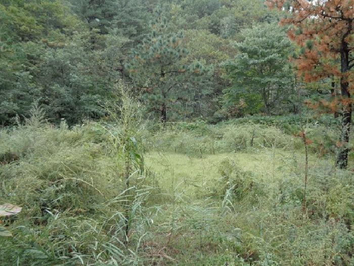 강원특별자치도 고성군 죽왕면 야촌리 산98 임야 경매 사진 4