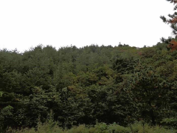 강원특별자치도 고성군 죽왕면 야촌리 산98 임야 경매 사진 5
