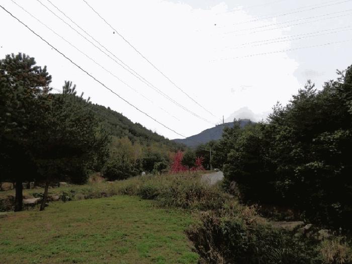 강원특별자치도 고성군 죽왕면 야촌리 산98 임야 경매 사진 6