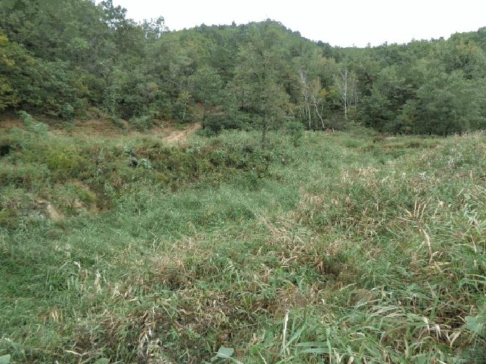 강원특별자치도 고성군 죽왕면 야촌리 산98 임야 경매 사진 7