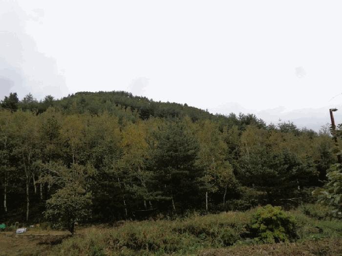 강원특별자치도 고성군 죽왕면 야촌리 산98 임야 경매 사진 8