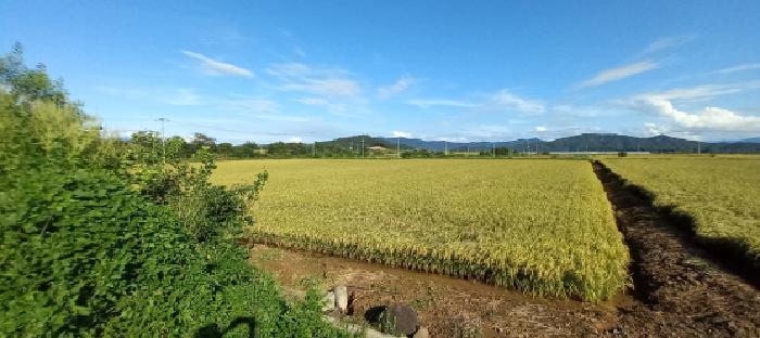 강원특별자치도 철원군 동송읍 관우리 85-2 답 경매 사진 7
