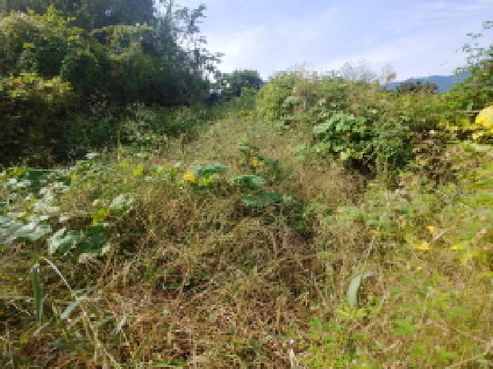 충청남도 금산군 추부면 추정리 19-1 전 경매 사진 14