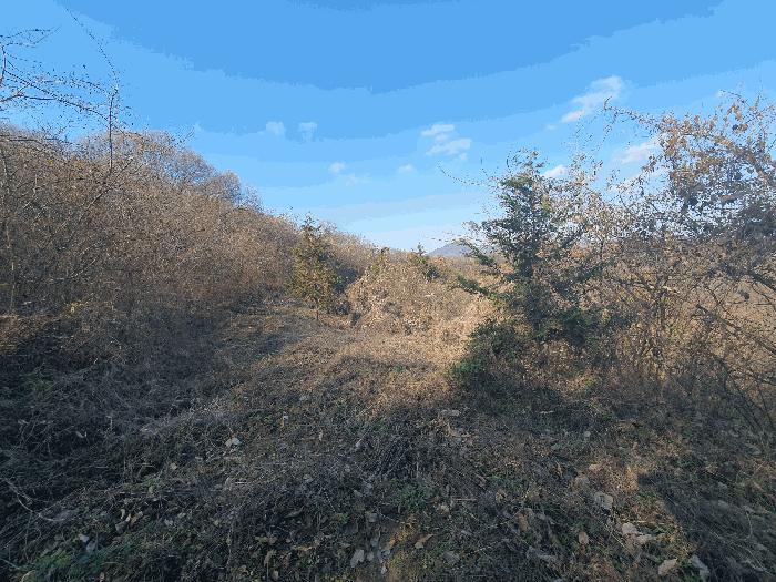 충청남도 금산군 추부면 추정리 산19-4 임야 경매 사진 10