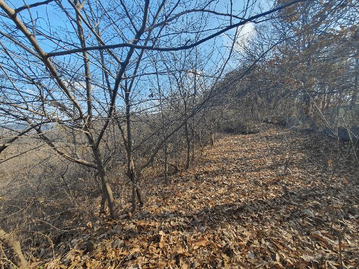 충청남도 금산군 추부면 추정리 산19-4 임야 경매 사진 11
