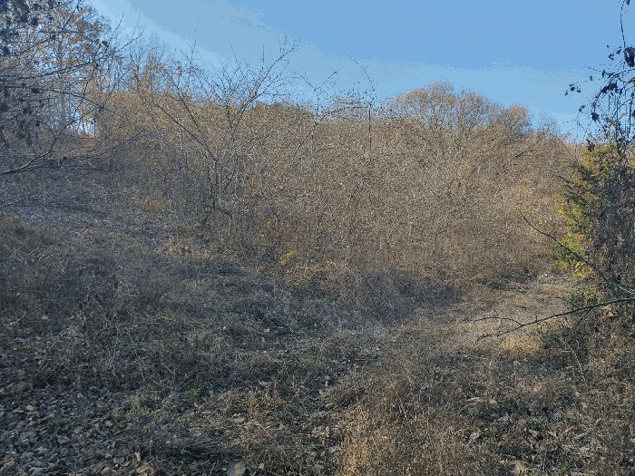 충청남도 금산군 추부면 추정리 산19-4 임야 경매 사진 12