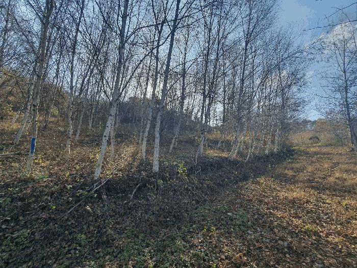 충청남도 금산군 추부면 추정리 산19-4 임야 경매 사진 15