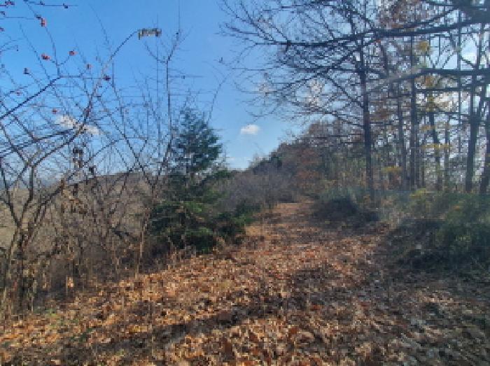충청남도 금산군 추부면 추정리 산19-4 임야 경매 사진 29