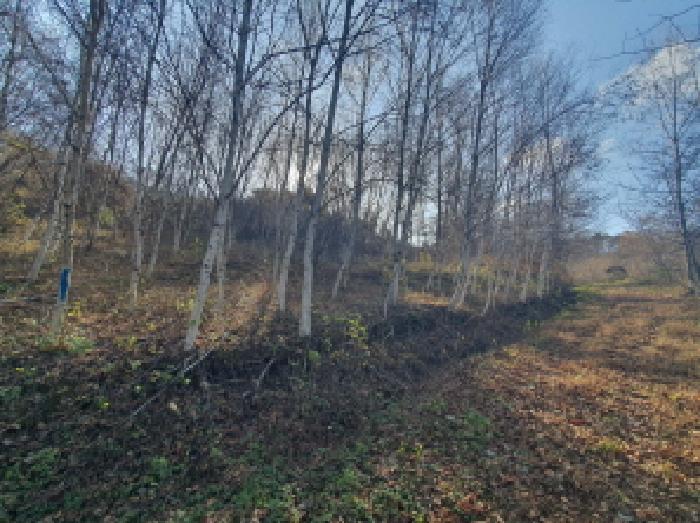 충청남도 금산군 추부면 추정리 산19-4 임야 경매 사진 35