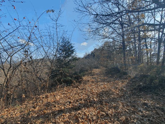 충청남도 금산군 추부면 추정리 산19-4 임야 경매 사진 4