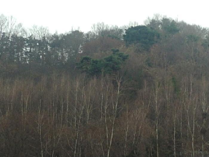 충청남도 금산군 추부면 추정리 산19-4 임야 경매 사진 42