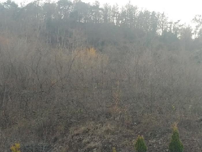 충청남도 금산군 추부면 추정리 산19-4 임야 경매 사진 44