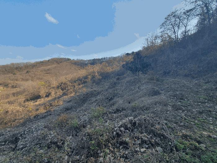 충청남도 금산군 추부면 추정리 산19-4 임야 경매 사진 6