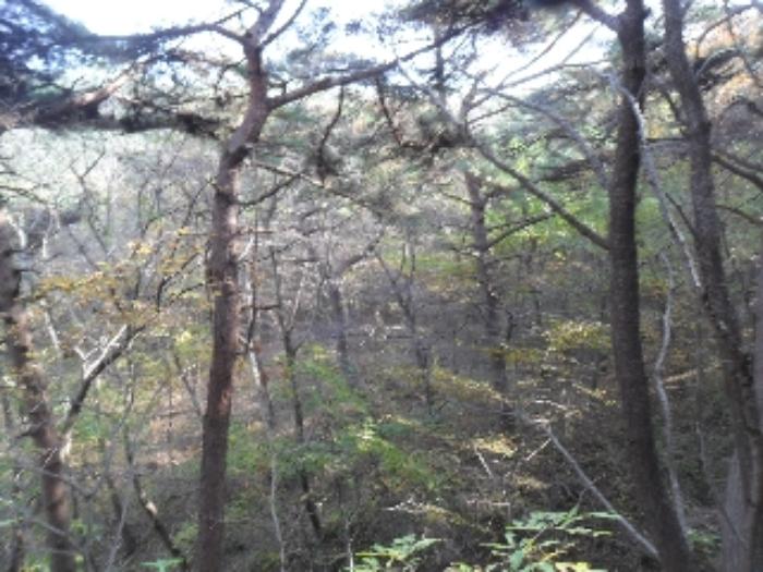 충청남도 태안군 태안읍 평천리 897 답 경매 사진 39