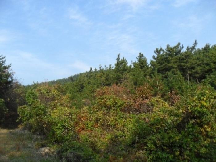 충청남도 태안군 소원면 영전리 127-3 임야 경매 사진 28