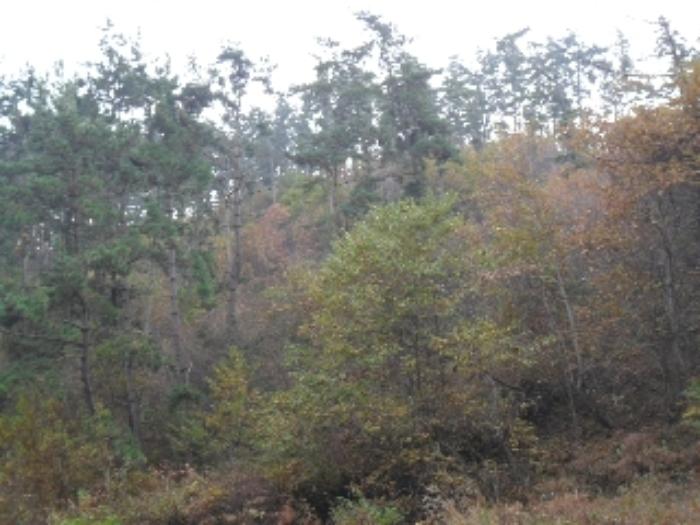 충청남도 태안군 소원면 영전리 127-3 임야 경매 사진 52