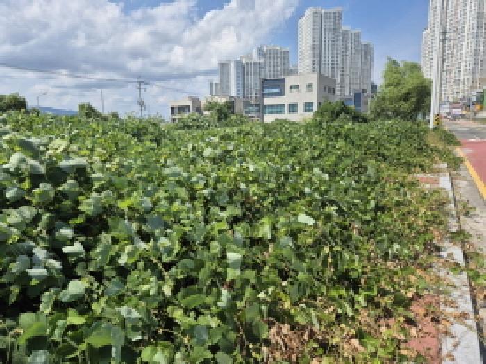 울산광역시 북구 호계동 1010-10 대지 경매 사진 6