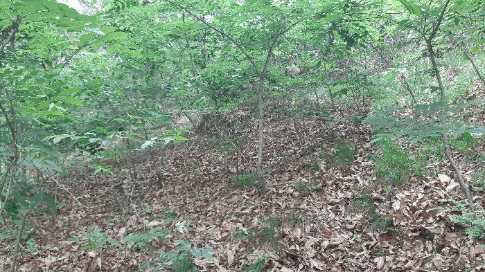 경상북도 김천시 아포읍 예리 154 전 경매 사진 17