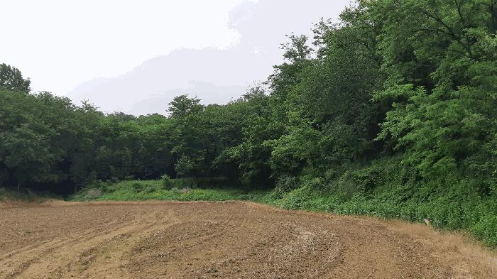 경상북도 김천시 아포읍 예리 154 전 경매 사진 5