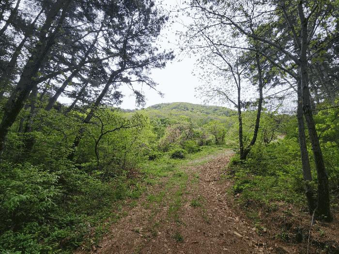 충청남도 태안군 이원면 사창리 산33 임야 경매 사진 7