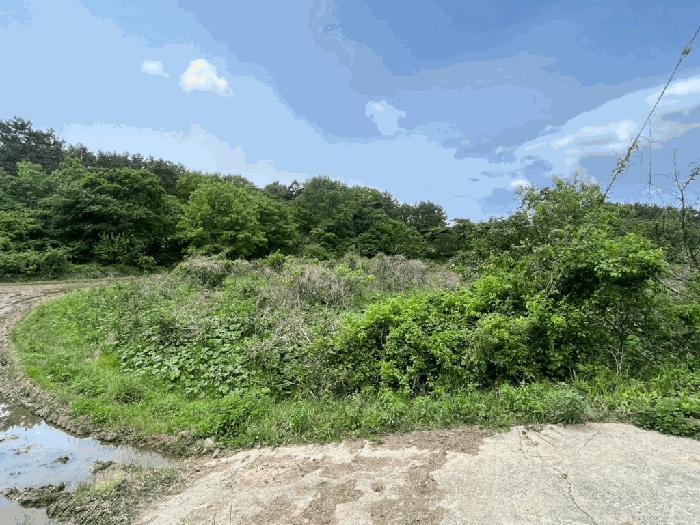 충청남도 태안군 소원면 영전리 451 답 경매 사진 3