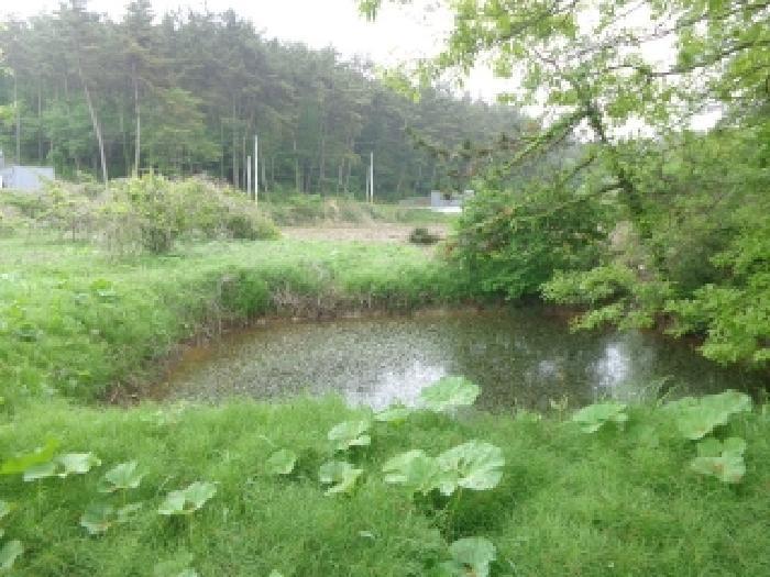 충청남도 태안군 소원면 영전리 451 답 경매 사진 9