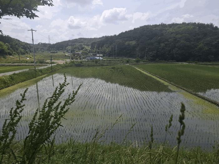 충청남도 서산시 성연면 예덕리 400-7 답 경매 사진 1