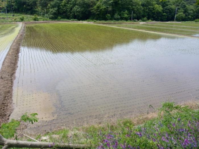 충청남도 서산시 성연면 예덕리 400-7 답 경매 사진 12