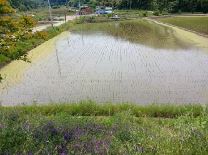 충청남도 서산시 성연면 예덕리 400-7 답 경매 사진 13